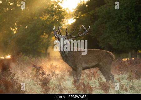Cerf rouge piquant dans la brume matinale pendant la rout Banque D'Images
