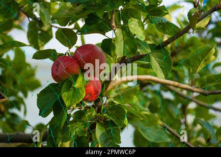 Pommes mûres rouges accrochées à un arbre avec un filet vert autour Banque D'Images