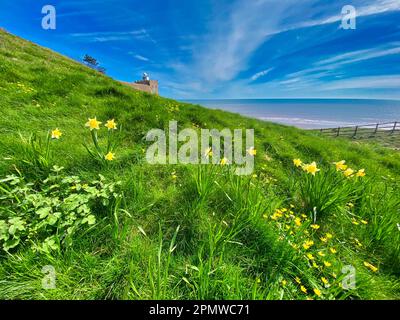 Jonquilles à la plage d'échelle de Jacob à Sidmouth Banque D'Images