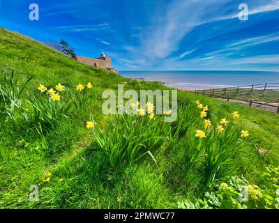 Jonquilles à la plage d'échelle de Jacob à Sidmouth Banque D'Images