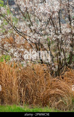 Arbustes fleuris, Amelanchier lamarckii juin arbuste de jardin de baies Banque D'Images