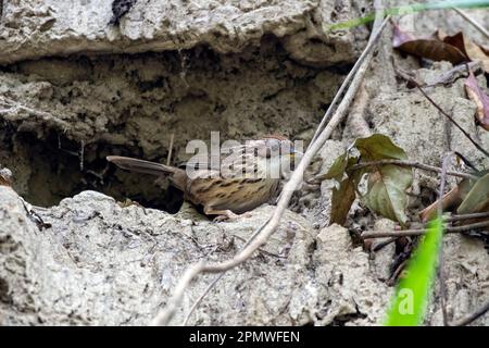 Le babiler à gorge feuilletée ou le babiler tacheté (Pellorneum ruficeps) observé à Rongtong au Bengale occidental, en Inde Banque D'Images