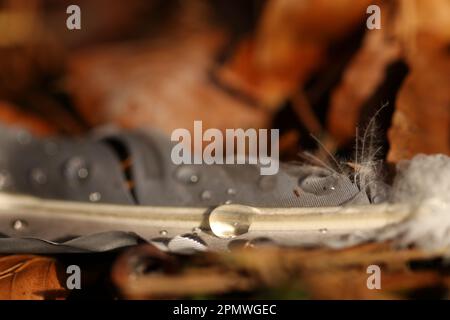 La rosée macro tombe sur une plume. Banque D'Images