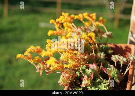 Close-up de Sedum Palmeri plante succulente avec des fleurs Banque D'Images