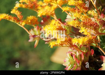 Close-up de Sedum Palmeri plante succulente avec des fleurs Banque D'Images