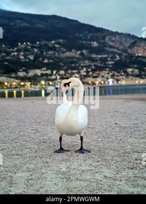 Deux magnifiques cygnes blancs ornent la plage de Sablette au crépuscule à Menton, une ville pittoresque sur la Côte d'Azur, respire la tranquillité et la beauté naturelle Banque D'Images