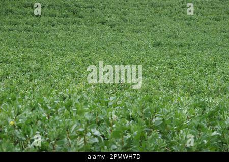 Au printemps, le jeune haricot (Vicia faba) pousse dans un champ agricole Banque D'Images