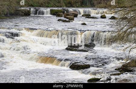 À Aysgarth Upper Falls dans les Yorkshire Dales. Fortes précipitations donc rivière et tombe en pleine crache. Banque D'Images