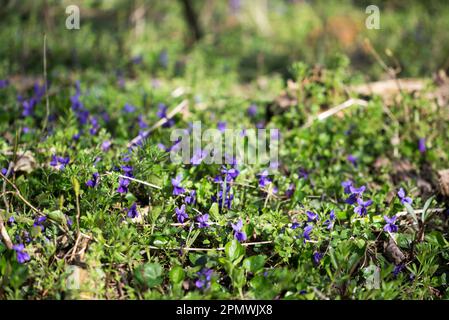 Viola odorata, fleurs de printemps violets doux gros plan sélectif foyer Banque D'Images