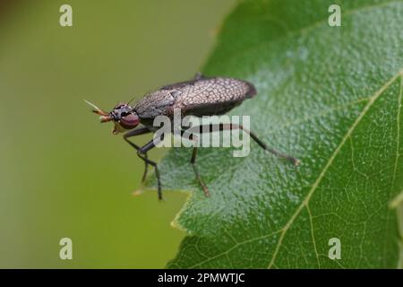 Gros plan naturel sur une mouche noire à ailés, Coremacera marginata assis sur une feuille verte dans le jardin Banque D'Images