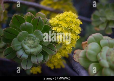 Fleurs jaunes sur fond de feuilles vertes. Arbre aeonium, rose irlandaise Banque D'Images