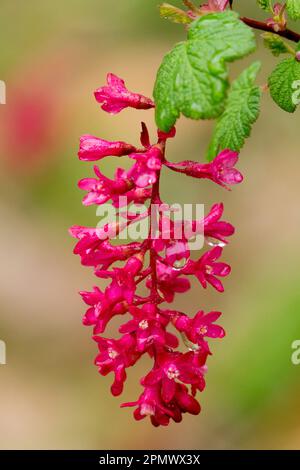 Ribes sanguineum Portrait Banque D'Images