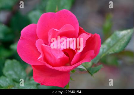 Gros plan d'une fleur rose double Knockout Banque D'Images