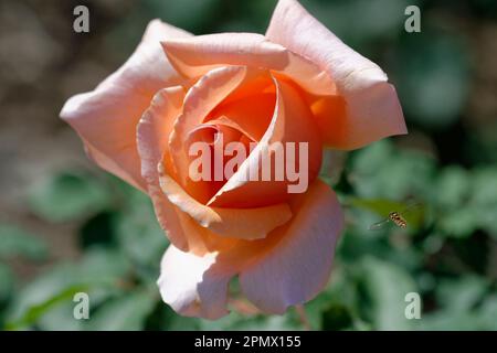 Un gros plan d'une fleur de cognac rosa (rose de thé hybride) avec un aéroglisseur en vol Banque D'Images