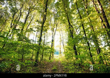 Embarquez pour un voyage à travers le temps et la nature avec cette image étonnante d'un ancien chemin de fer traversant une belle forêt automnale. Le soutien-gorge de l'arbre Banque D'Images