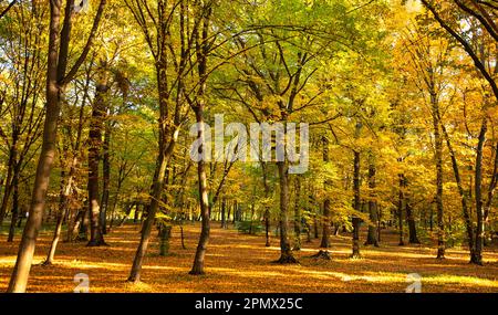 Découvrez la magie de l'automne avec cette vue pittoresque d'une forêt à huées jaunes et de la terre blanchie dans une couche de feuilles mortes Banque D'Images