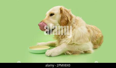 Profil Golden retriever chien chiot manger et lécher ses lèvres avec la langue. Isolé sur fond vert Banque D'Images