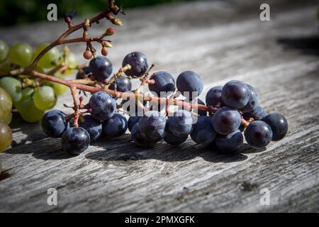 Un gros plan de raisins fraîchement cueillis. Banque D'Images