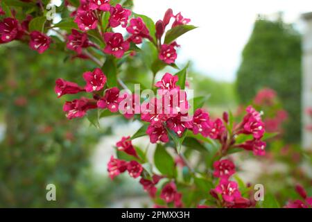 Fleurs rouges de Bristol ruby weigela standard dans le jardin. L'été et le printemps. Banque D'Images