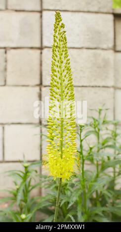 Steppelilje Eremurus stenophyllus. Inflorescence de l'Eremurus petits-feuilles de bungei ou stenophyllus gros plan - plante ornementale, beau renftai jaune Banque D'Images