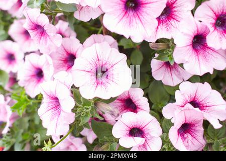 Petunia Night Sky, violet, rose, blanc, rouge, Fleurs à pois violets dans une exposition de pétunias mixtes Petunia avec des hybrides Banque D'Images