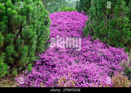 Printemps, bruyère, floraison Erica carnea, jardin, chaleur de printemps, Pinus mugo 'MOPSs', paysage Banque D'Images