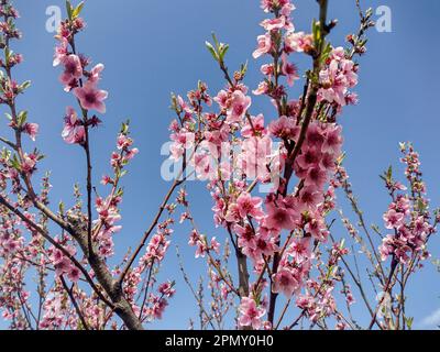Blossoming Peach Tree in spring Banque D'Images