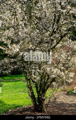 Arbre Prunus nipponica 'brillant', floraison, arbuste, jardin, Springtime Banque D'Images