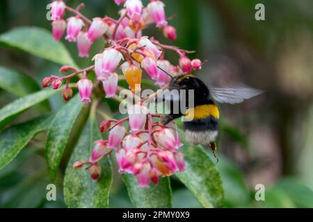 Bumblebee à queue de chamois, Bombus terrestris sur Pieris, Spring, Insect, Flower Banque D'Images