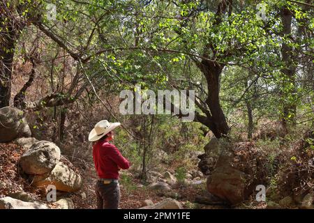Un homme dans un chapeau de cow-boy est debout dans les bois regardant le ciel avec espoir. Banque D'Images