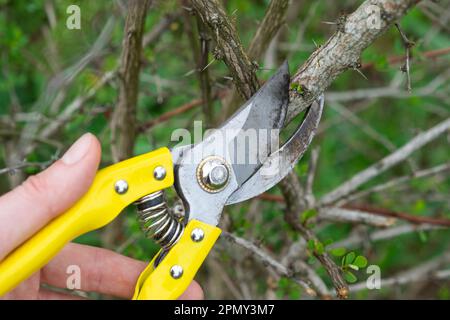 Élaguer les branches de la brousse de la barberge à l'aide d'un sécateur au printemps. La formation de la couronne d'arbres fruitiers, soin du jardin. La main du jardinier est l Banque D'Images