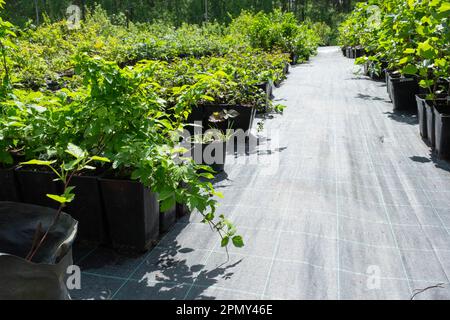 Pépinière d'arbres fruitiers et de baies et de buissons pour la plantation sur un terrain de jardin dans le jardin Banque D'Images