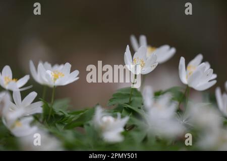 macro d'une anémone de bois au printemps Banque D'Images