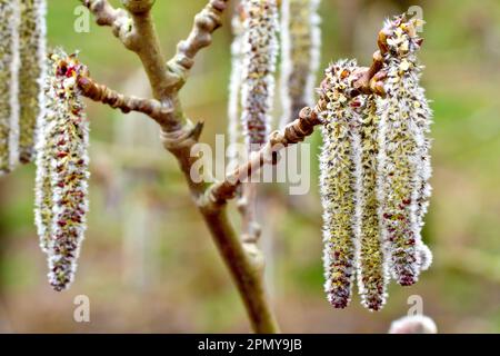 Peuplier gris (populus canescens), gros plan de groupes de chatons mâles en fleur accrochés aux extrémités de petites branches d'un arbre au printemps. Banque D'Images