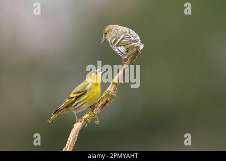 Une paire d'oiseaux de siskin courtant perchés sur une branche d'arbre Banque D'Images