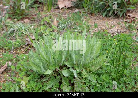 Achillea millefolium ou yarrow feuilles de plumes au printemps Banque D'Images