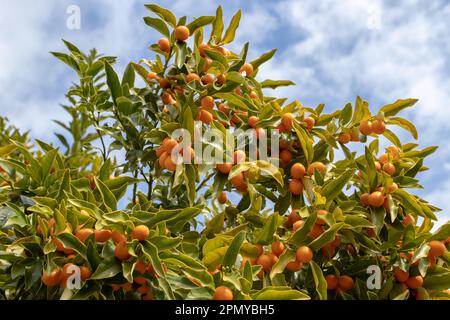 Limequat citrofortunella hybride. Traversez entre Key lime et kumquat. Branches d'arbre avec fruits mûrs. Banque D'Images