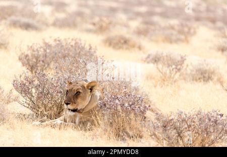 Parc national d'Etosha, Namibie - 9 août 2018 : vue du lion féminin avec GPS Banque D'Images