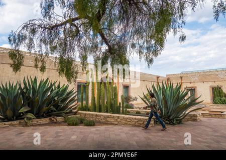 Un homme visitant l'ancienne école modèle rustique avec cactus à Mineral de Pozos Guanajuato Mexique Banque D'Images