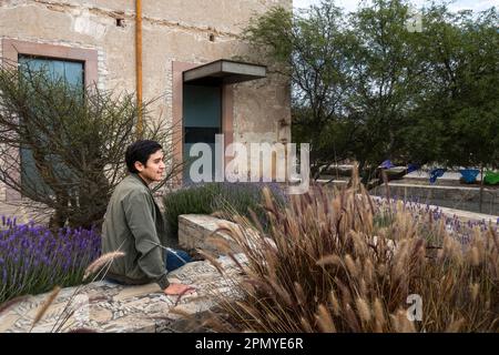 Un homme visitant l'ancienne école modèle rustique avec cactus à Mineral de Pozos Guanajuato Mexique Banque D'Images