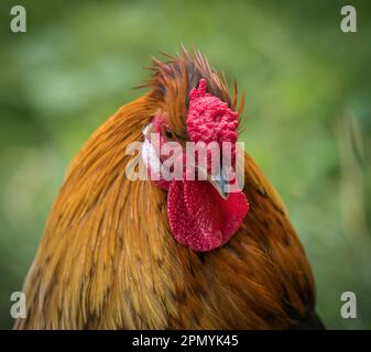 Un poulet blanc avec un peigne rouge vif et un écusson perché sur sa tête Banque D'Images