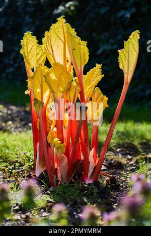 Rhubarbe forcée prête pour la coupe Banque D'Images