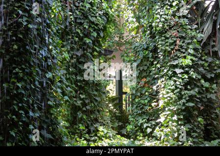 Jardin vertical à l'intérieur, mur vert vivant avec plantes vivaces, plantes grimpantes et chute d'eau. Espace ouvert moderne avec verdure Banque D'Images