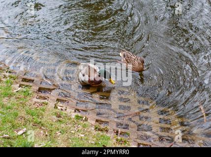 deux canards femelles et mâles dans un étang Banque D'Images