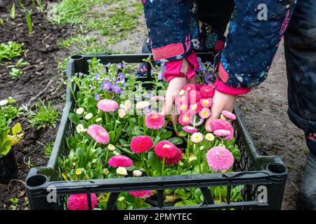 Jardinage. Une petite fille transplant des fleurs vivaces cultivées en serre dans le sol Banque D'Images