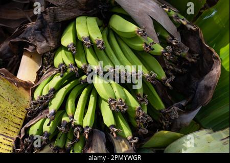 Bouquet croissant de bananes vertes, musa, sur un arbre à Peyia, Chypre Banque D'Images