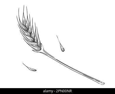 Esquisse des épillets de blé avec illustration du grain des oreilles et du vecteur de la tige sur fond blanc Illustration de Vecteur