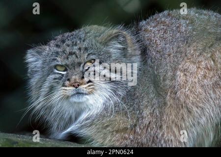 Le chat de Pallas (Otocolobus manul) Banque D'Images