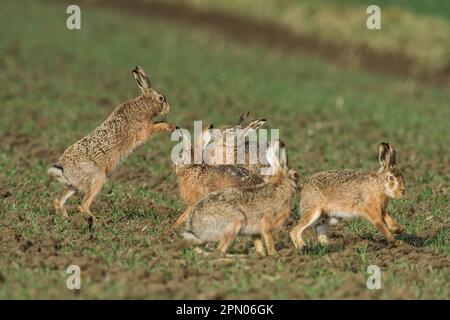 Lièvre d'Europe (Lepus europaeus) Banque D'Images