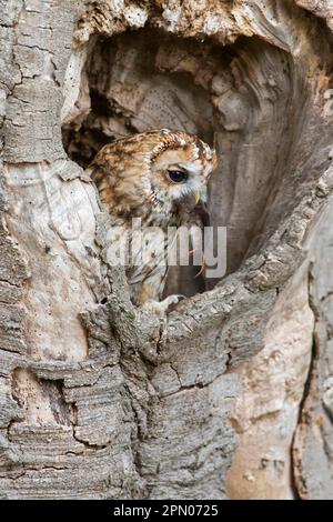 Hibou de Tawny (Strix aluco) adulte, se nourrissant de la proie de la proue (Sorex araneus), perchée dans un tronc d'arbre creux, Angleterre, août (en captivité) Banque D'Images